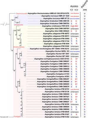 Examining Signatures of Natural Selection in Antifungal Resistance Genes Across Aspergillus Fungi